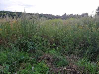 Buy a lot of land, agricultural, котеджна, Godovica, Pustomitivskiy district, id 4571984