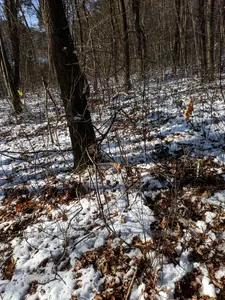 Buy a lot of land, Zamarstinivska-vul, Lviv, Shevchenkivskiy district, id 5923217