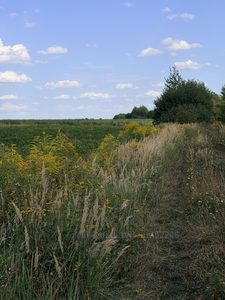 Купити ділянку, сільськогосподарського, Муроване, Пустомитівський район, id 5908874
