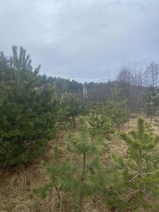 Buy a lot of land, for building, озерна, Lapaevka, Pustomitivskiy district, id 4413770