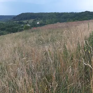 Купити ділянку, сільськогосподарського, Бірки, Жовківський район, id 5915610