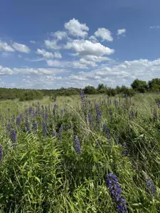 Buy a lot of land, for building, Malechkovichi, Pustomitivskiy district, id 5924343