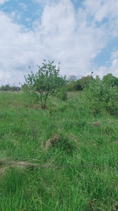 Buy a lot of land, for building, Vinnichki, Pustomitivskiy district, id 3966350