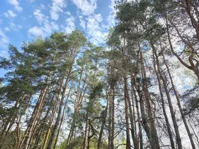 Купить участок, сельскохозяйственного, Львівська, Стадники, Яворовский район, id 5923646