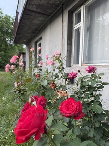 Купити будинок, Дача, Бережани, Пустомитівський район, id 5828585